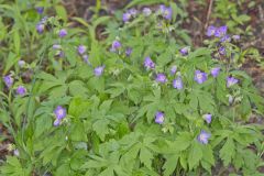 Wild Geranium, Geranium maculatum