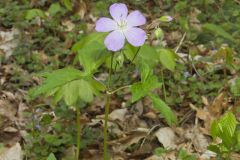 Wild Geranium, Geranium maculatum