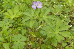 Wild Geranium, Geranium maculatum