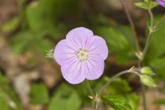 Wild Geranium, Geranium maculatum