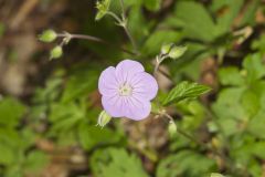 Wild Geranium, Geranium maculatum