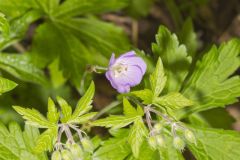 Wild Geranium, Geranium maculatum