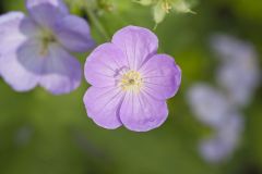 Wild Geranium, Geranium maculatum