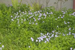 Wild Geranium, Geranium maculatum