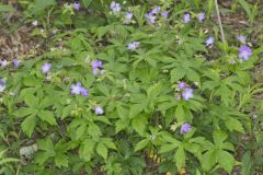 Wild Geranium, Geranium maculatum