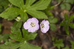 Wild Geranium, Geranium maculatum