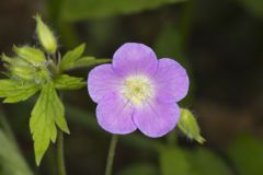 Wild Geranium, Geranium maculatum