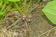 Wild Ginger, Asarum canadense Wild Ginger, Asarum canadense