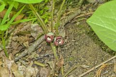 Wild Ginger, Asarum reflexum