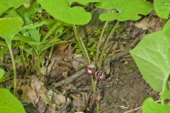 Wild Ginger, Asarum canadense Wild Ginger, Asarum canadense