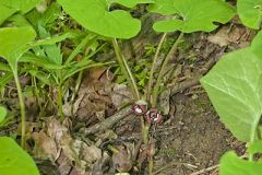 Wild Ginger, Asarum reflexum
