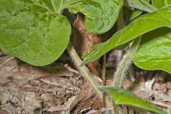 Wild Ginger, Asarum reflexum