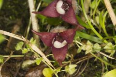 Wild Ginger, Asarum canadense Wild Ginger, Asarum canadense