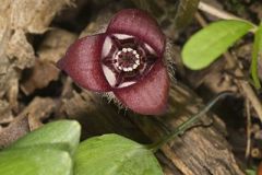 Wild Ginger, Asarum reflexum