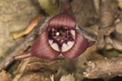 Wild Ginger, Asarum reflexum