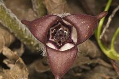 Wild Ginger, Asarum reflexum