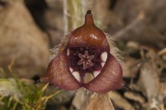 Wild Ginger, Asarum canadense Wild Ginger, Asarum canadense