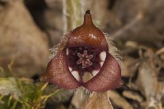 Wild Ginger, Asarum reflexum