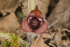 Wild Ginger, Asarum canadense