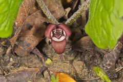 Wild Ginger, Asarum reflexum