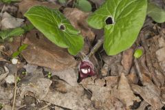 Wild Ginger, Asarum canadense Wild Ginger, Asarum canadense