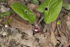 Wild Ginger, Asarum reflexum