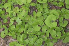 Wild Ginger, Asarum canadense Wild Ginger, Asarum canadense