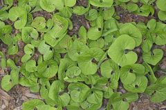 Wild Ginger, Asarum reflexum