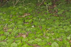 Wild Ginger, Asarum canadense Wild Ginger, Asarum canadense