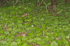 Wild Ginger, Asarum reflexum