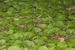 Wild Ginger, Asarum canadense Wild Ginger, Asarum canadense