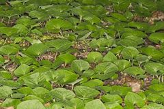 Wild Ginger, Asarum reflexum