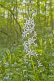 Wild hyacinth, Camassia scilloides