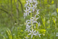 Wild hyacinth