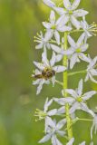 Wild hyacinth, Camassia scilloides