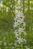 Wild hyacinth, Camassia scilloides