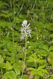 Wild hyacinth, Camassia scilloides