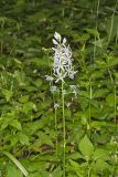 Wild hyacinth, Camassia scilloides