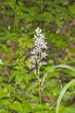 Wild hyacinth, Camassia scilloides