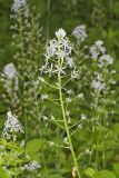 Wild hyacinth, Camassia scilloides
