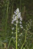 Wild hyacinth, Camassia scilloides