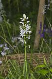 Wild hyacinth, Camassia scilloides