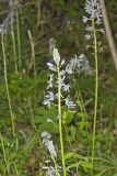 Wild hyacinth, Camassia scilloides