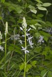 Wild hyacinth, Camassia scilloides