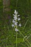 Wild hyacinth, Camassia scilloides