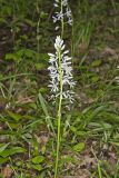 Wild hyacinth, Camassia scilloides