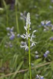 Wild hyacinth, Camassia scilloides