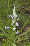 Wild hyacinth, Camassia scilloides