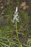 Wild hyacinth, Camassia scilloides