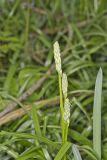 Wild hyacinth, Camassia scilloides
